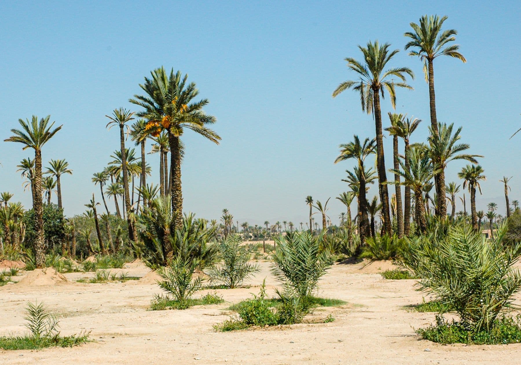 Image de contexte pour la conciergerie Airbnb à Palmeraie, Marrakech.